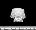 Agouti (Cranium (Axial) - Caudal)