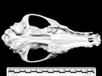 Coyote (Cranium (Axial) - Ventral)