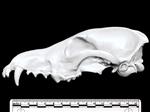 Coyote (Cranium (Axial) - Left)