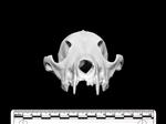 Coyote (Cranium (Axial) - Cranial)