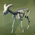Bighorn Sheep (Skeleton (Axial) - Overview)
