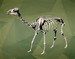 Camel (Skeleton (Axial) - Overview)