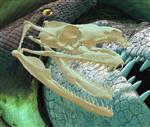 Boa constrictor (Cranium (Axial) - Overview)