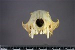 Arctic Fox (Cranium (Axial) - Cranial)