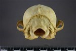 Arctic Fox (Cranium (Axial) - Caudal)