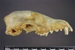 Arctic Fox (Cranium (Axial) - Right)