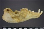 Arctic Fox (Cranium (Axial) - Left)