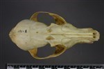 Arctic Fox (Cranium (Axial) - Dorsal)