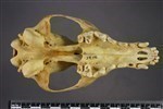 Arctic Fox (Cranium (Axial) - Ventral)