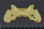 Arctic Fox (Cervical Vertebrae 1 - Atlas (Axial) - Ventral)
