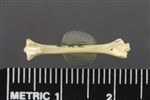 Common Tern (Tarsometatarsus (Miscellaneous) - Posterior)