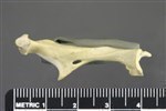 Common Murre (Coracoid (Left) - Medial)