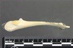 Double-crested Cormorant (Coracoid (Left) - Lateral)