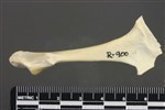 Double-crested Cormorant (Coracoid (Left) - Posterior)
