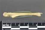 Common Goldeneye (Coracoid (Left) - Medial)