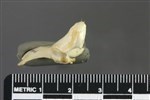 Arctic Loon (Coracoid (Left) - Proximal)