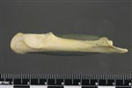 Canada Goose (Coracoid (Left) - Lateral)