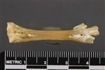 Canvasback (Tarsometatarsus (Right) - Anterior)