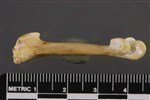 Canvasback (Tarsometatarsus (Right) - Lateral)