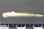 Greater Scaup (Coracoid (Left) - Lateral)