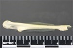 Greater Scaup (Coracoid (Left) - Medial)