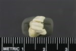 Greater Scaup (Tarsometatarsus (Left) - Distal)