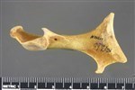 Common Loon (Coracoid (Left) - Posterior)