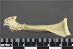 Common Raven or Northern Raven (Coracoid (Left) - Posterior)