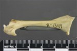 Common Raven or Northern Raven (Coracoid (Left) - Anterior)