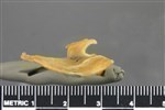 Wedge-tailed Shearwater (Coracoid (Left) - Distal)