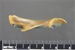 Wedge-tailed Shearwater (Coracoid (Left) - Medial)