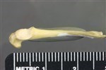 Horned Grebe (Coracoid (Left) - Lateral)