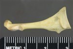 Horned Grebe (Coracoid (Left) - Posterior)