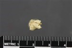 Horned Grebe (Tarsometatarsus (Left) - Distal)