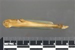 Northern Pintail (Coracoid (Right) - Medial)