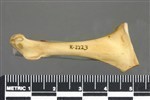 Northern Pintail (Coracoid (Right) - Anterior)