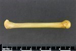 Coyote (Metacarpal 4 (Left) - Lateral)