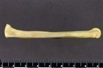 Coyote (Metatarsal 4 (Left) - Lateral)