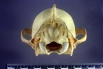 Coyote (Cranium (Axial) - Caudal)