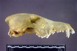 Coyote (Cranium (Axial) - Right)