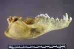 Coyote (Cranium (Axial) - Left)