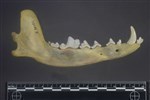 Coyote (Mandible Right (Right) - buccal)