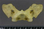 Coyote (Cervical Vertebrae 1 - Atlas (Axial) - Ventral)