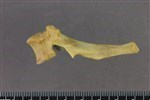 Coyote (Thoracic Vertebrae Middle (Axial) - Right)