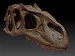 Allosaurus (Cranium (Axial) - Overview)