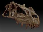 Ceratosaurus (UMNH VP C-42.1 - Overview)