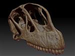 Camarasaurus (UMNH VP C-35.1 - Overview)