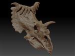 Kosmoceratops richardsoni (UMNH VP 17000 - Overview)