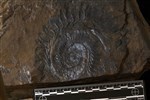 Helicoprion (DG-17 - Medial)