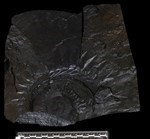 Helicoprion (Tooth Whorl (Miscellaneous) - Medial)
